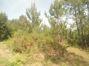 Terreno para Venda em Sapardos