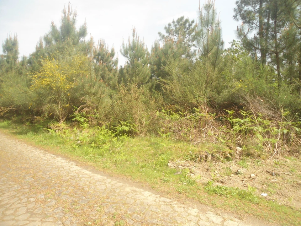 Terreno para Venda em Sapardos Foto 1