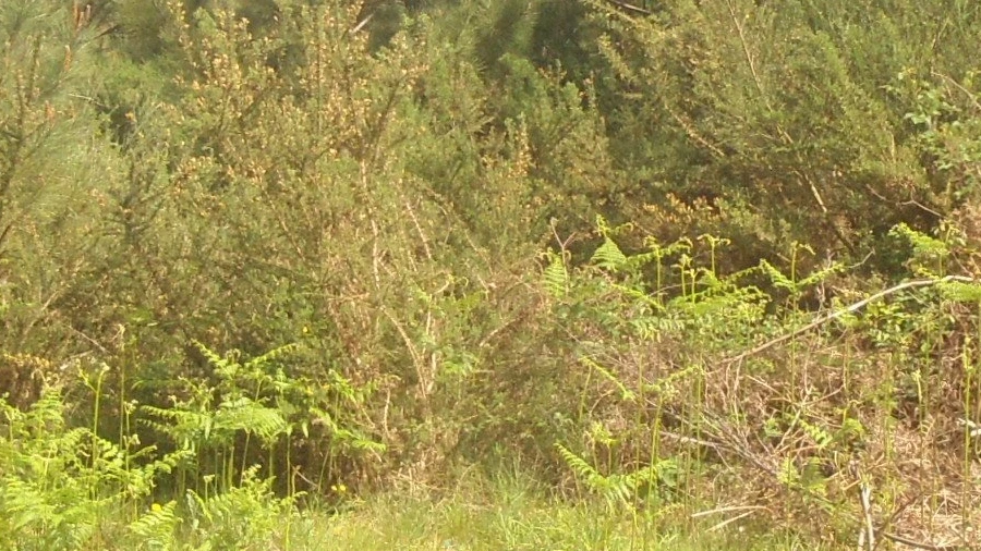 Terreno para Venda em Sapardos