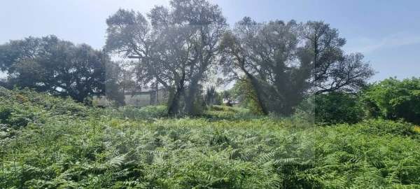 Terreno para Venda em Póvoa de Varzim, Beiriz e Argivai