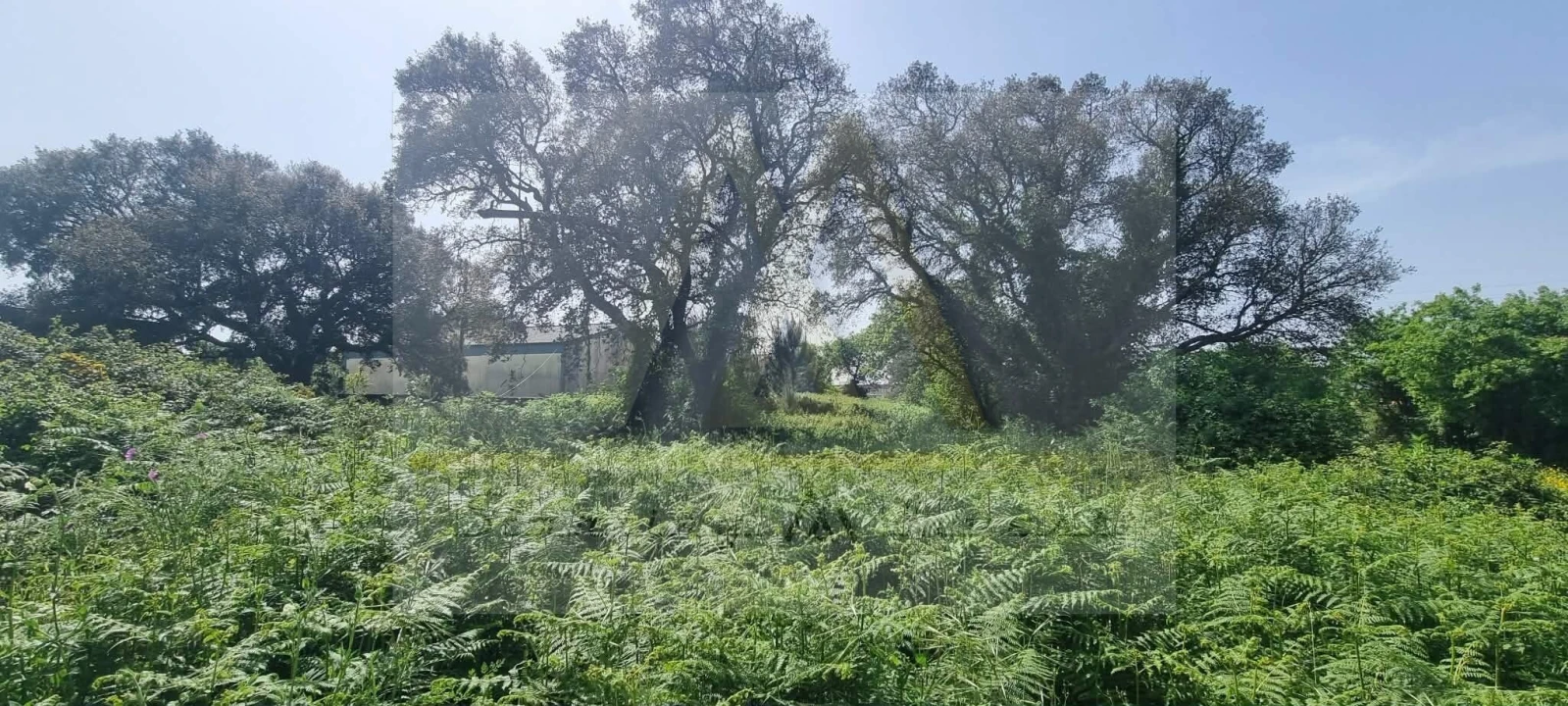 Terreno para Venda em Póvoa de Varzim, Beiriz e Argivai Foto 7