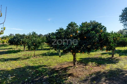 Quinta T3 para Venda em Beja (Salvador e Santa Maria da Feira)