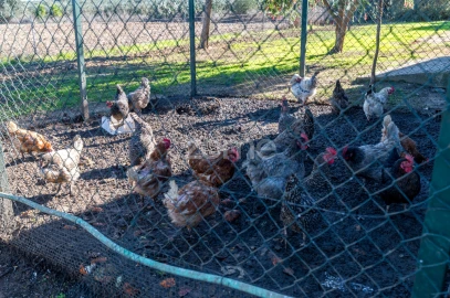 Quinta T3 para Venda em Beja (Salvador e Santa Maria da Feira)