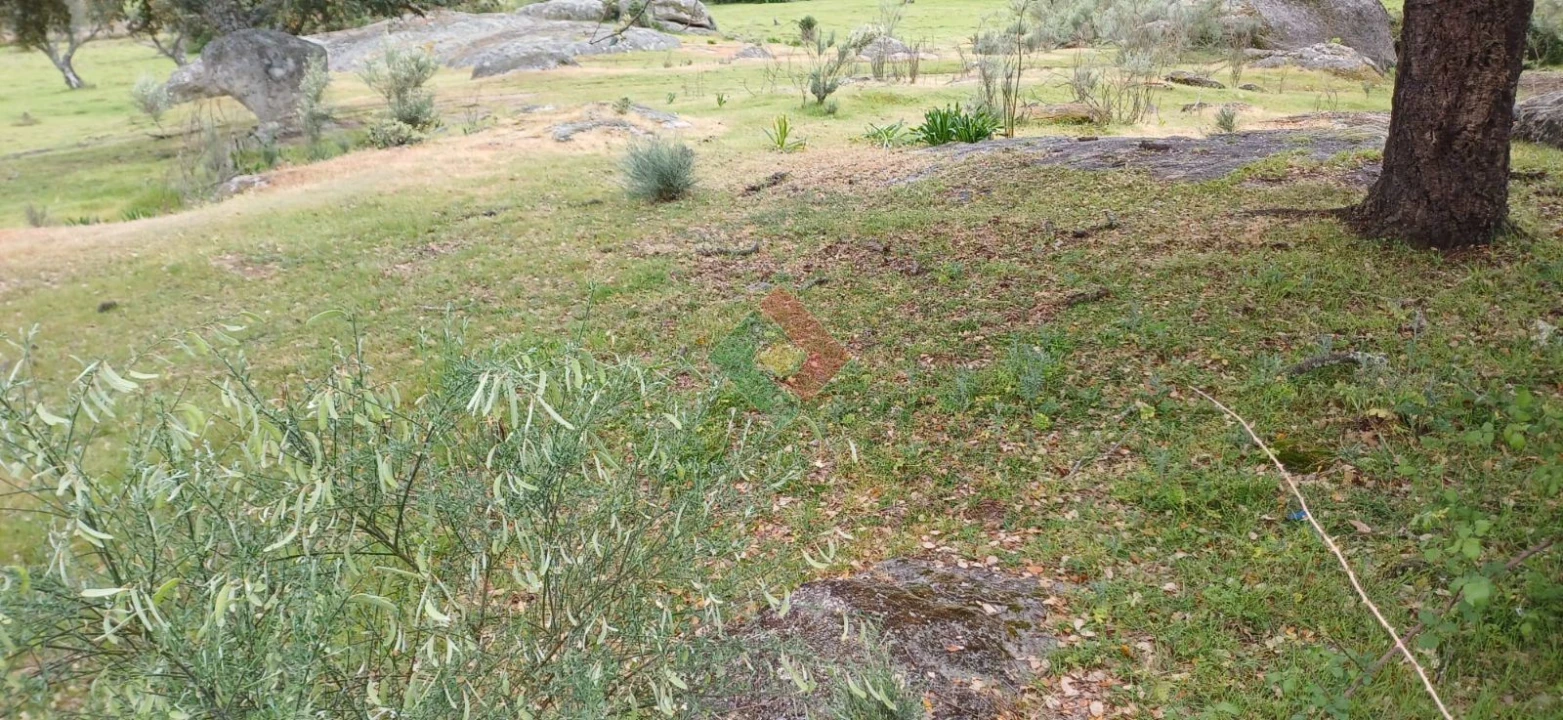 Terreno Agricola ou Rústico para Venda em Alpalhão Foto 2