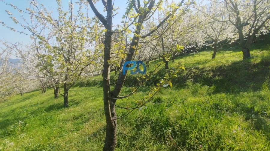 Quinta T0 para Venda em Barro Foto 10