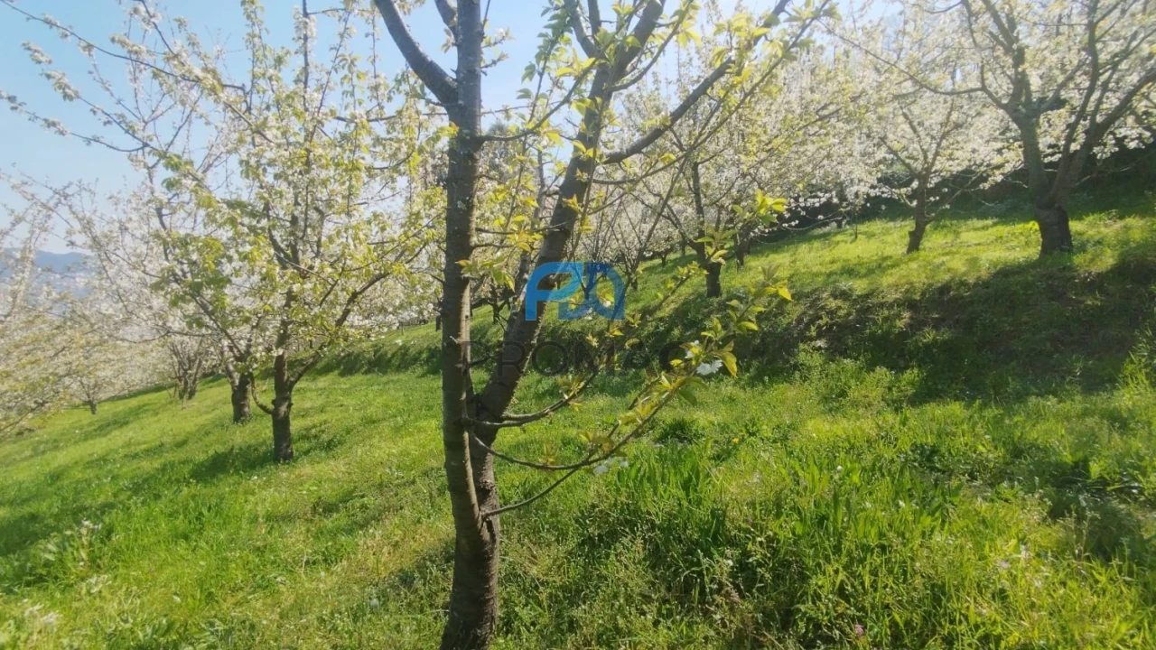 Quinta T0 para Venda em Barro Foto 10