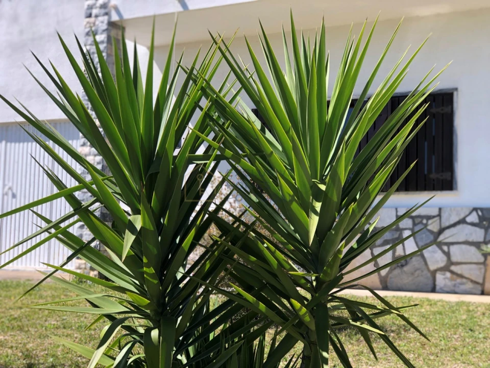 Moradia T3 para Venda em Figueiró dos Vinhos e Bairradas Foto 70