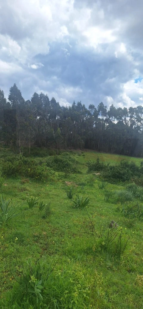 Terreno para Venda em Ponte do Rol