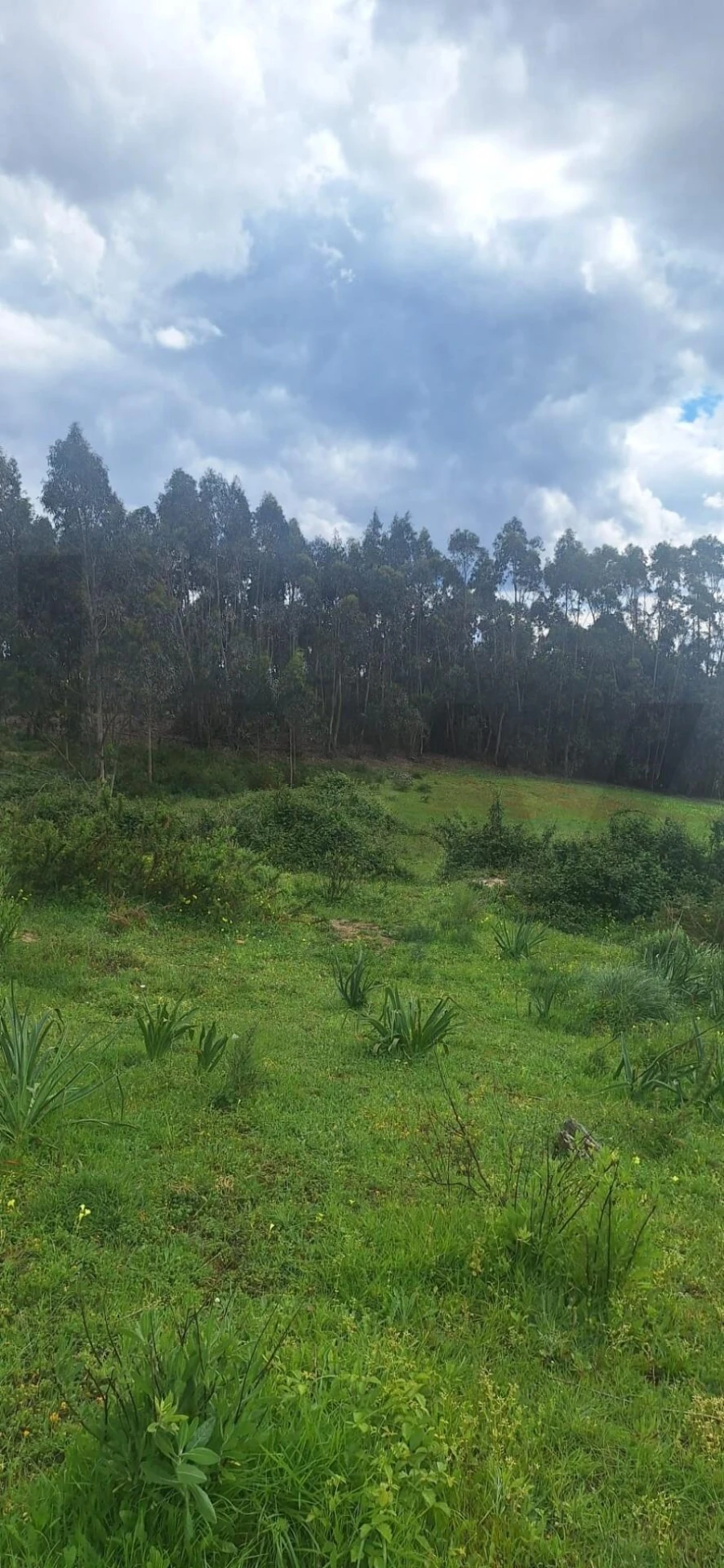 Terreno para Venda em Ponte do Rol Foto 8