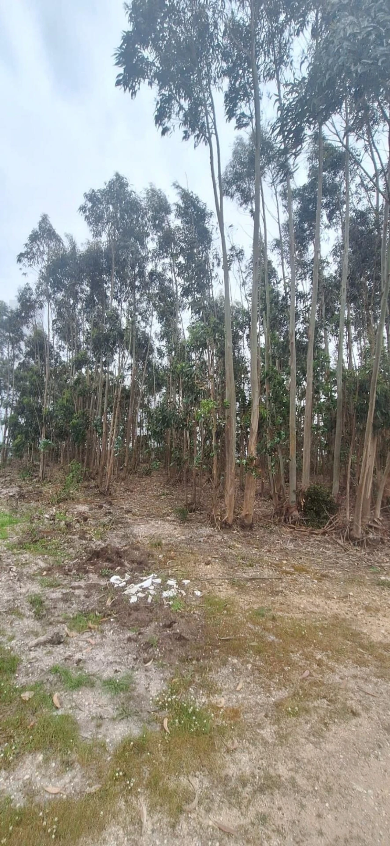 Terreno para Venda em Ponte do Rol Foto 11