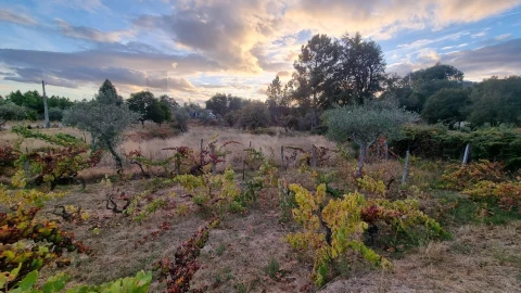 Quinta para Venda em Louriçal do Campo