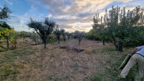 Quinta para Venda em Louriçal do Campo