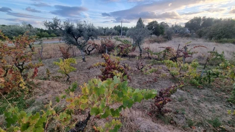 Quinta para Venda em Louriçal do Campo