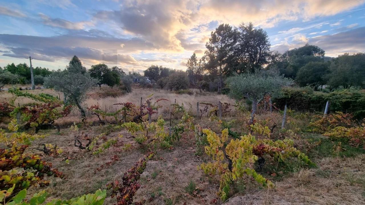 Quinta para Venda em Louriçal do Campo Foto 7