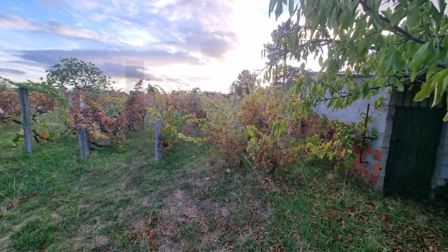 Quinta para Venda em Louriçal do Campo Foto 6