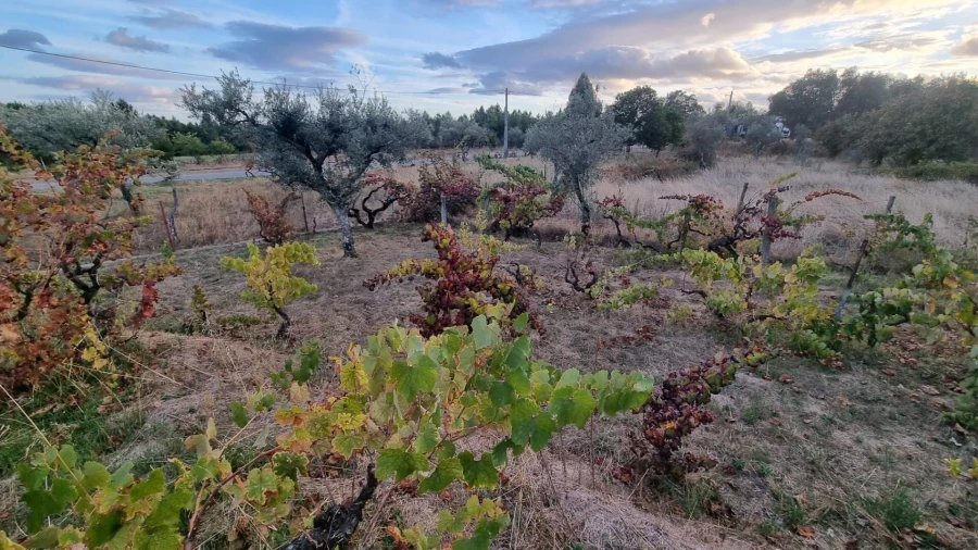 Quinta para Venda em Louriçal do Campo Foto 8