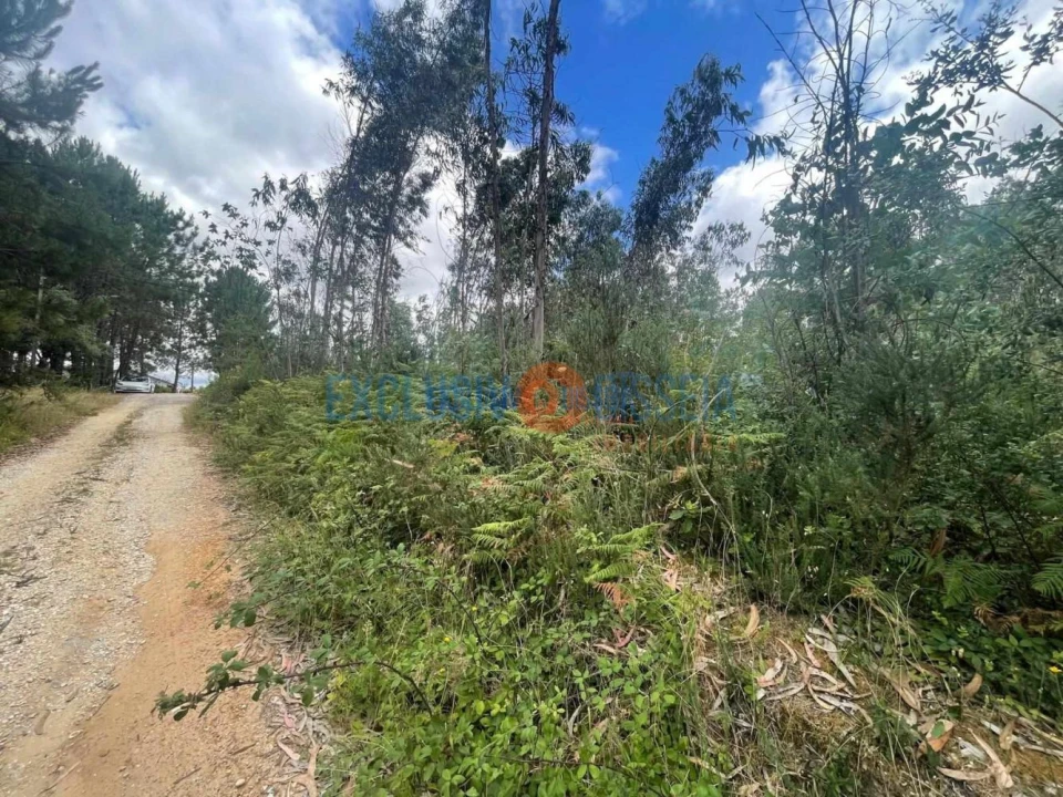 Terreno para Venda em Bustos, Troviscal e Mamarrosa Foto 4