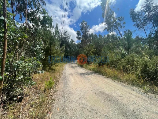 Terreno para Venda em Bustos, Troviscal e Mamarrosa Foto 5