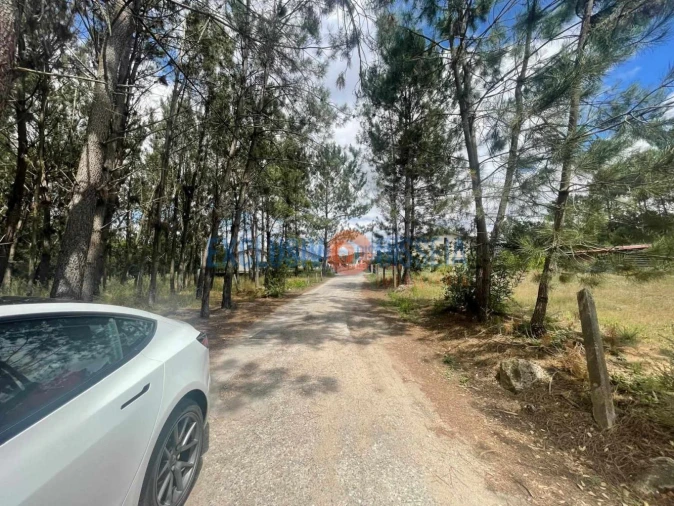 Terreno para Venda em Bustos, Troviscal e Mamarrosa Foto 8