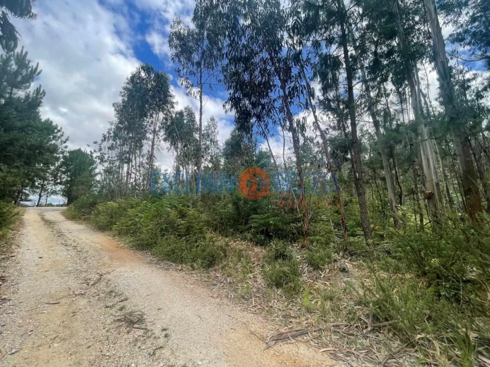 Terreno para Venda em Bustos, Troviscal e Mamarrosa Foto 3