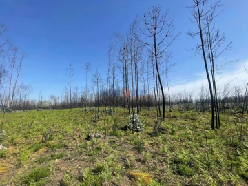 Terreno para Venda em Albergaria-A-Velha e Valmaior