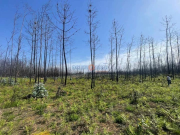 Terreno para Venda em Albergaria-A-Velha e Valmaior