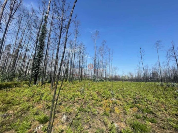 Terreno para Venda em Albergaria-A-Velha e Valmaior