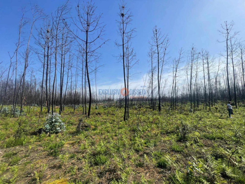 Terreno para Venda em Albergaria-A-Velha e Valmaior Foto 6
