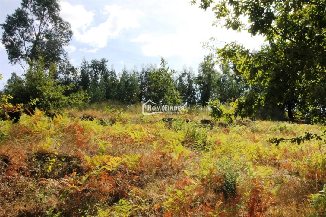 Quinta T1 para Venda em Verim, Friande e Ajude Foto 28