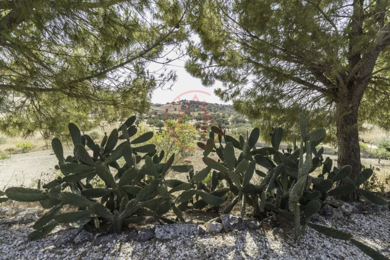 Quinta T4 para Venda em Chancelaria Foto 13