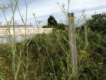 Terreno para Venda em Coronado (São Romão e São Mamede)