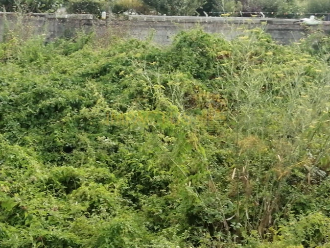 Terreno para Venda em Coronado (São Romão e São Mamede) Foto 5