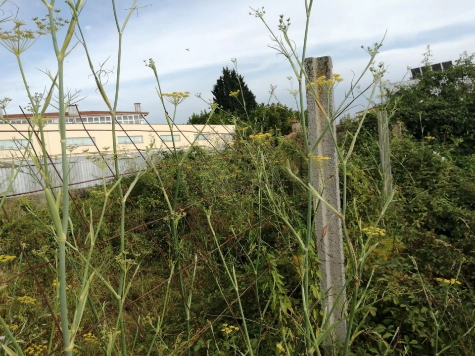 Terreno para Venda em Coronado (São Romão e São Mamede) Foto 8