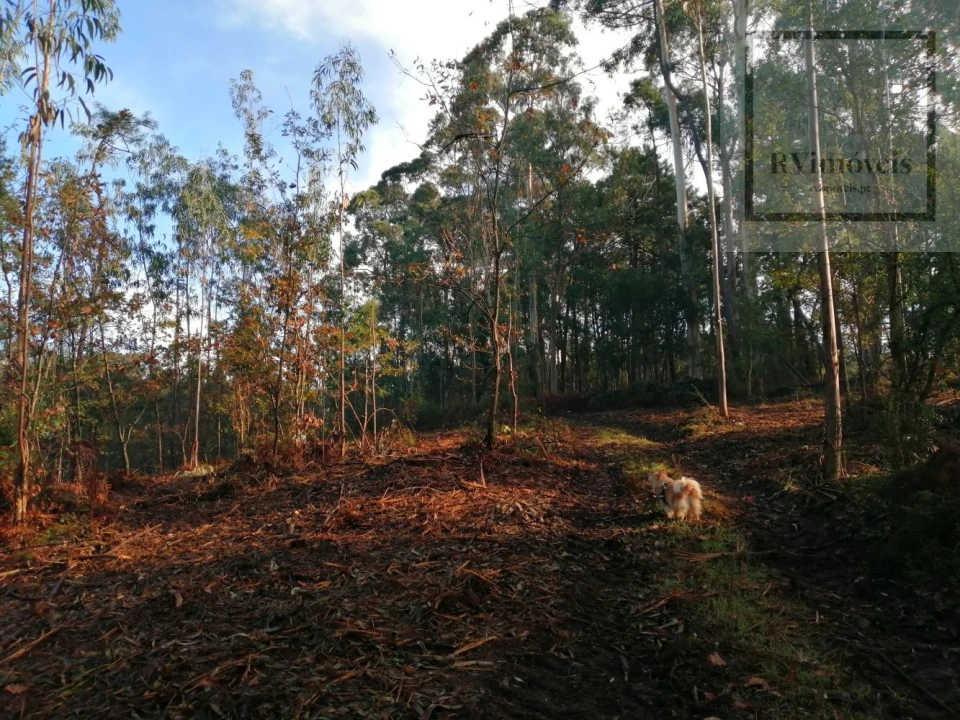 Terreno para Venda em Gemeses Foto 2