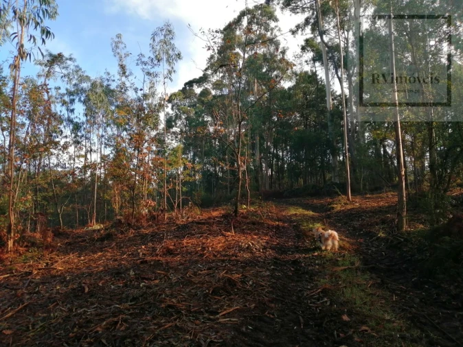 Terreno para Venda em Gemeses Foto 2