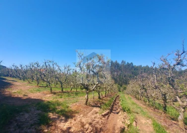 Terreno para Venda em Nossa Senhora do Pópulo, Coto e São Gregório