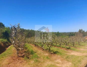 Terreno para Venda em Nossa Senhora do Pópulo, Coto e São Gregório