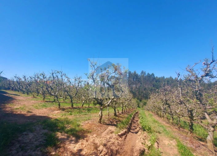 Terreno para Venda em Nossa Senhora do Pópulo, Coto e São Gregório Foto 2