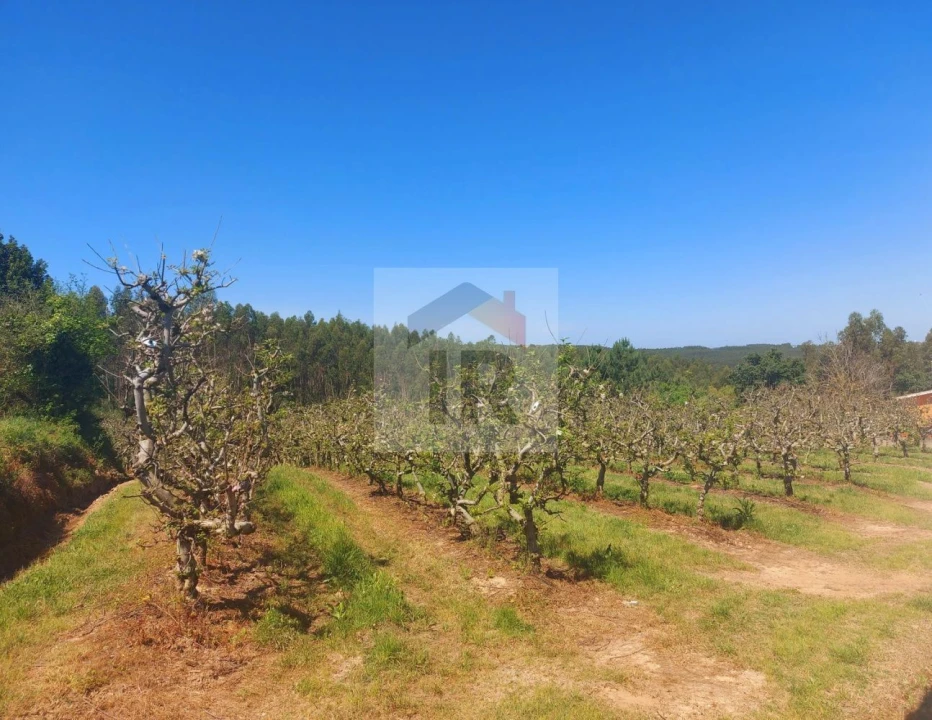 Terreno para Venda em Nossa Senhora do Pópulo, Coto e São Gregório Foto 1