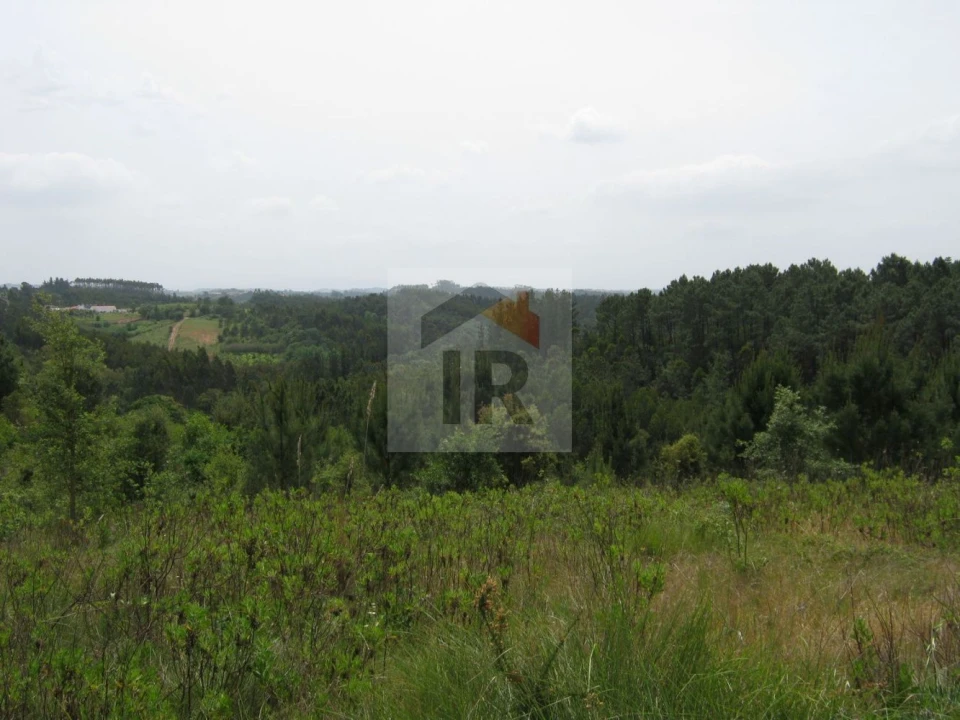 Terreno para Venda em Salir de Matos Foto 13