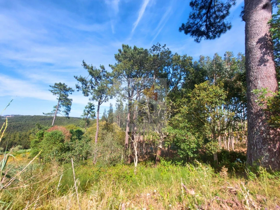 Terreno para Venda em Salir de Matos Foto 11