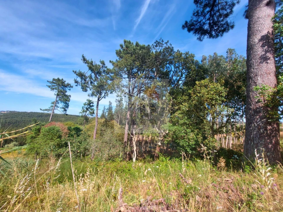 Terreno para Venda em Salir de Matos Foto 6