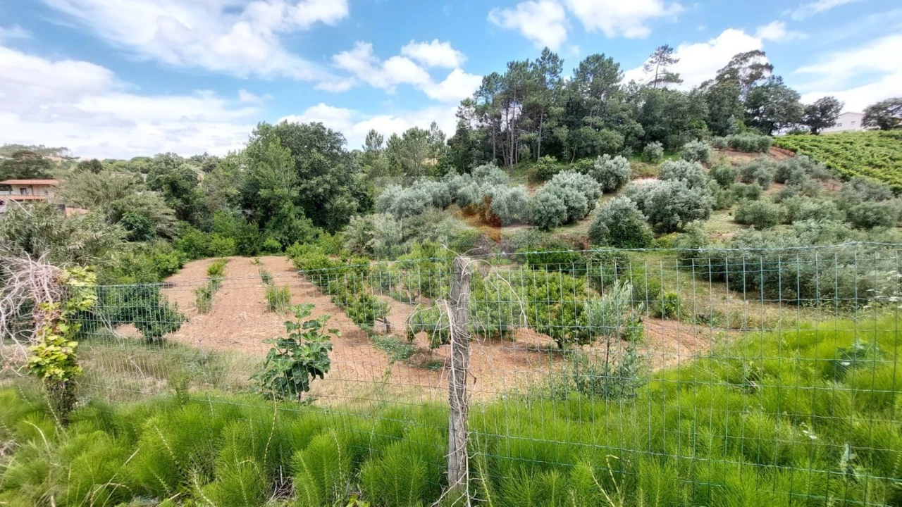 Terreno para Venda em Alvorninha Foto 6