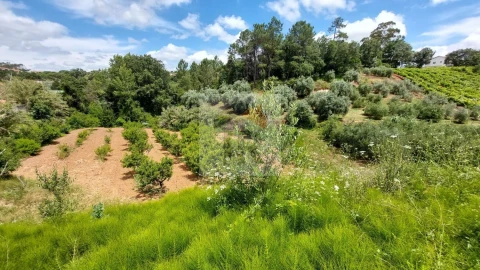 Terreno para Venda em Alvorninha