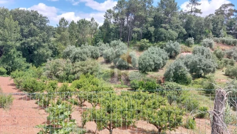 Terreno para Venda em Alvorninha