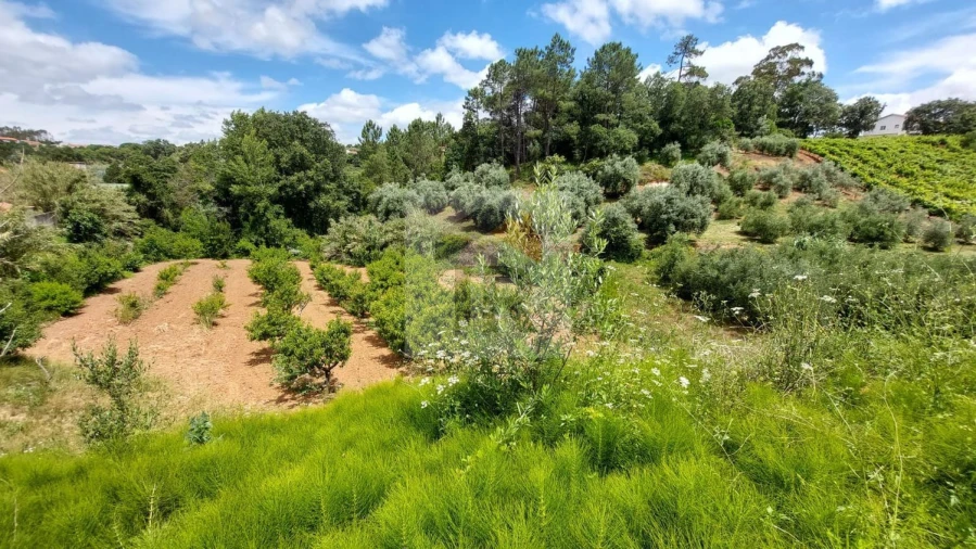 Terreno para Venda em Alvorninha