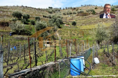 Terreno para Venda em Nogueira e Ermida