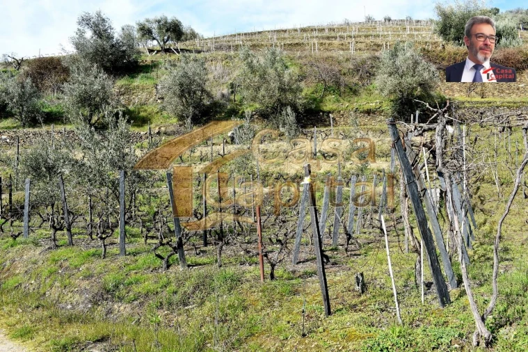 Terreno para Venda em Nogueira e Ermida Foto 6