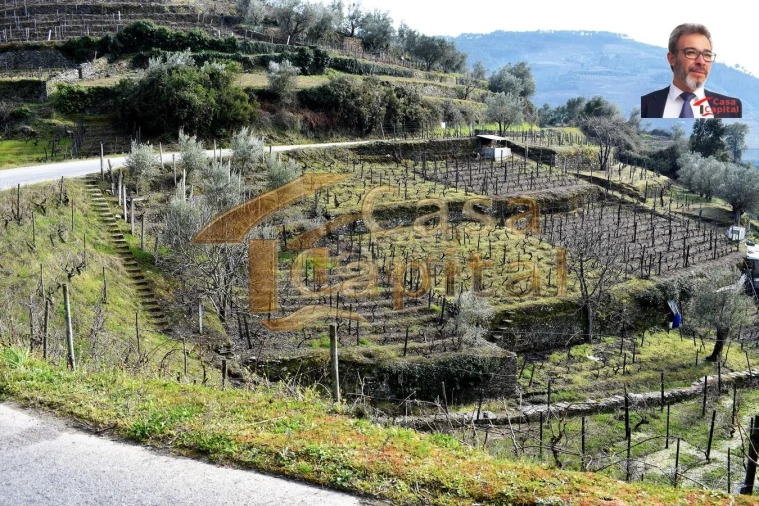 Terreno para Venda em Nogueira e Ermida Foto 2