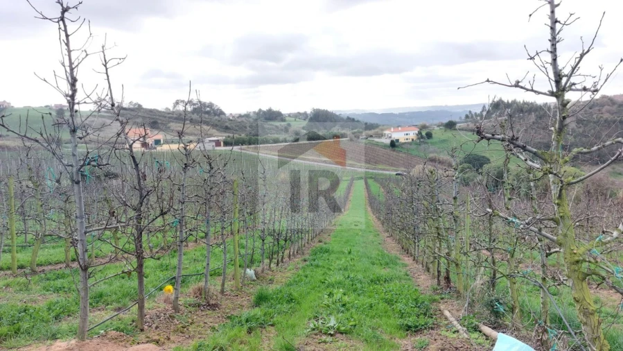 Terreno para Venda em Carvalhal Benfeito Foto 8